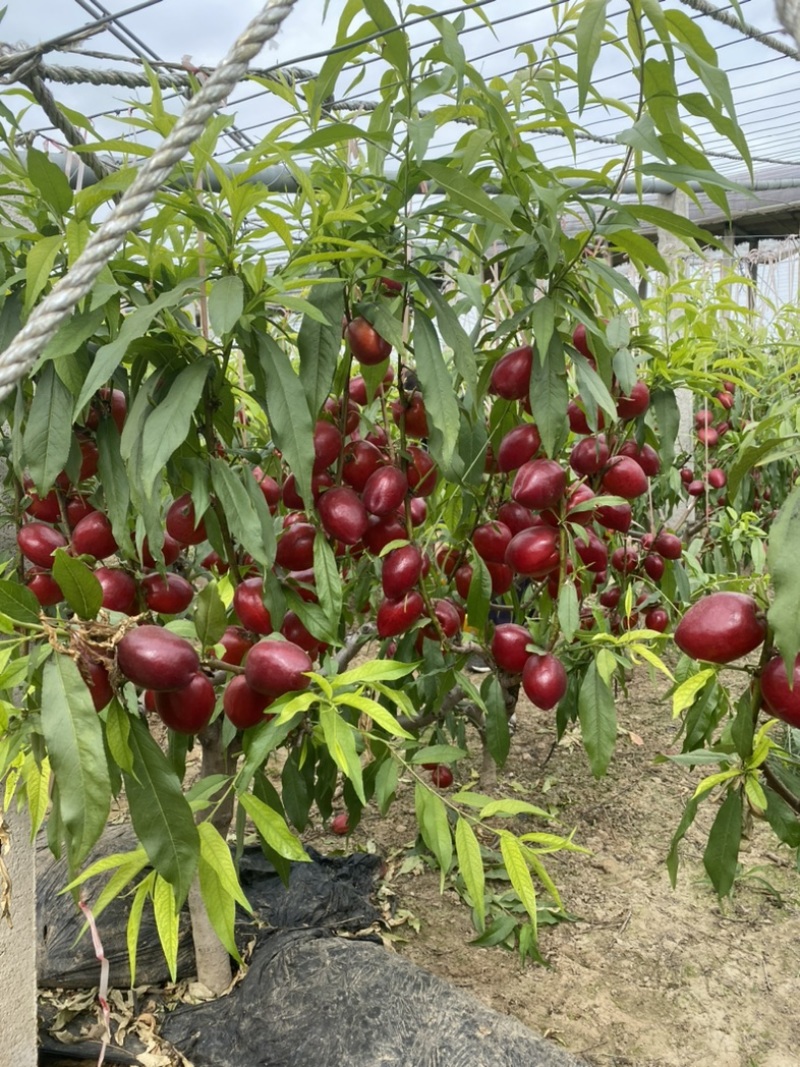 大量供应大棚黄肉油桃，产地直供可一件代发社区团购