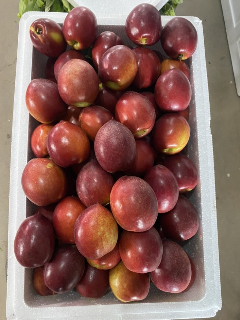 大量供应大棚黄肉油桃，产地直供可一件代发社区团购