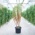 【水果枸杞盆景】适合南方北方种植当年结果，