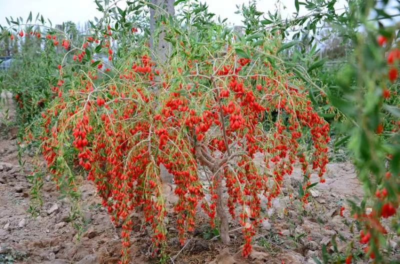 【水果枸杞盆景】适合南方北方种植当年结果，