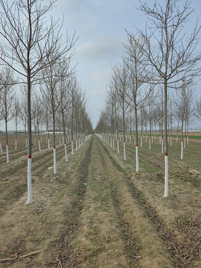 杜仲绿化工程用苗本苗圃常年经营各种绿化工程树欢迎选购