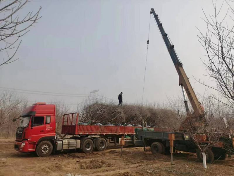 杜仲绿化工程用苗本苗圃常年经营各种绿化工程树欢迎选购