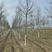 杜仲绿化工程用苗本苗圃常年经营各种绿化工程树欢迎选购