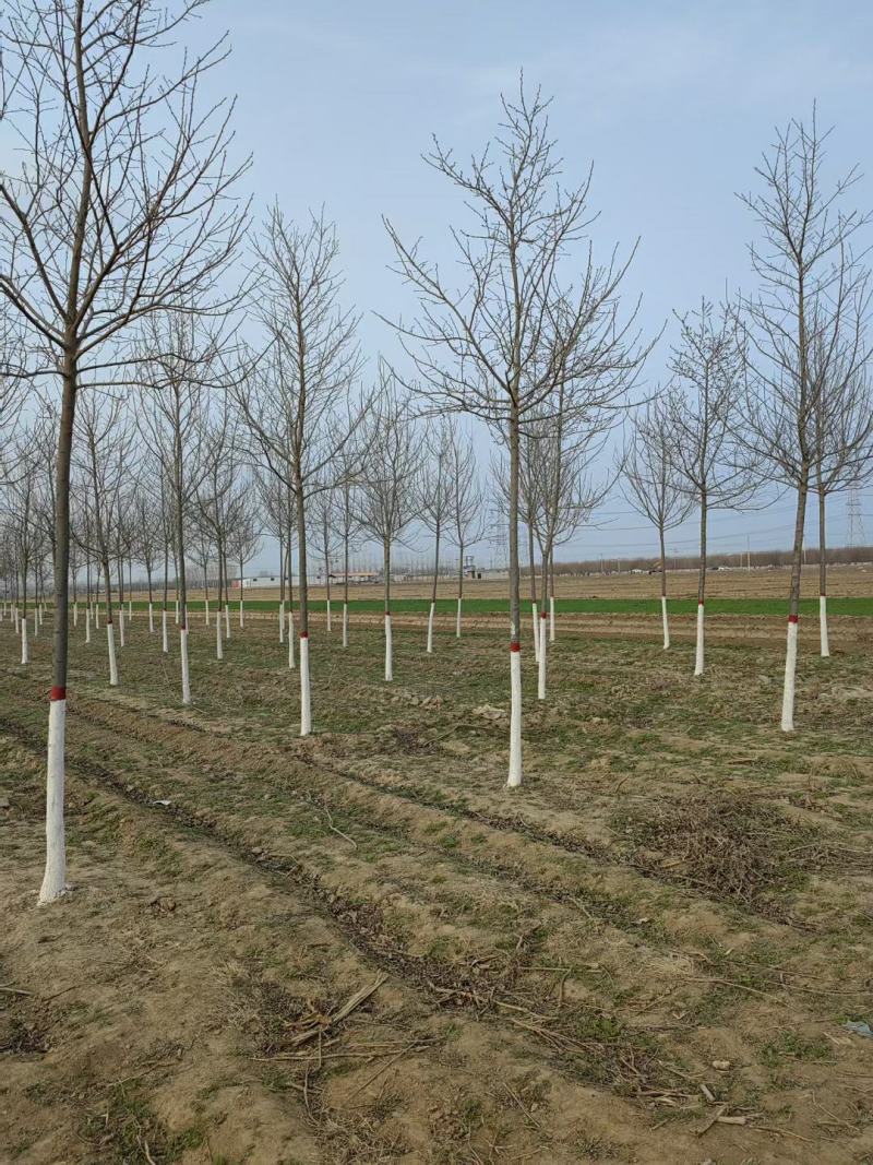 杜仲绿化工程用苗本苗圃常年经营各种绿化工程树欢迎选购