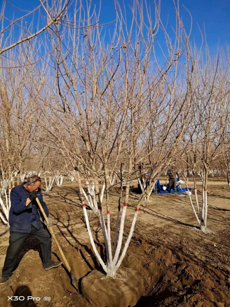杜仲绿化工程用苗本苗圃常年经营各种绿化工程树欢迎选购