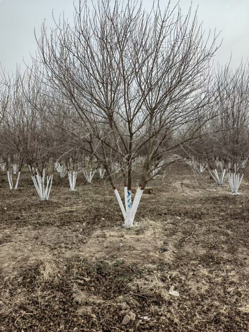 杜仲绿化工程用苗本苗圃常年经营各种绿化工程树欢迎选购