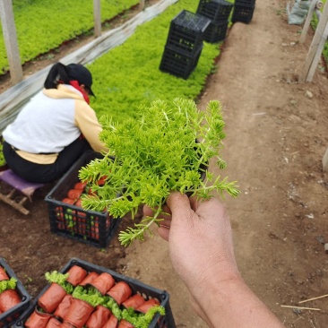 金叶佛家草，有双色杯苗，营养杯的苗，量大从优，价格便宜
