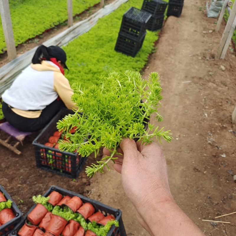 金叶佛家草，有双色杯苗，营养杯的苗，量大从优，价格便宜