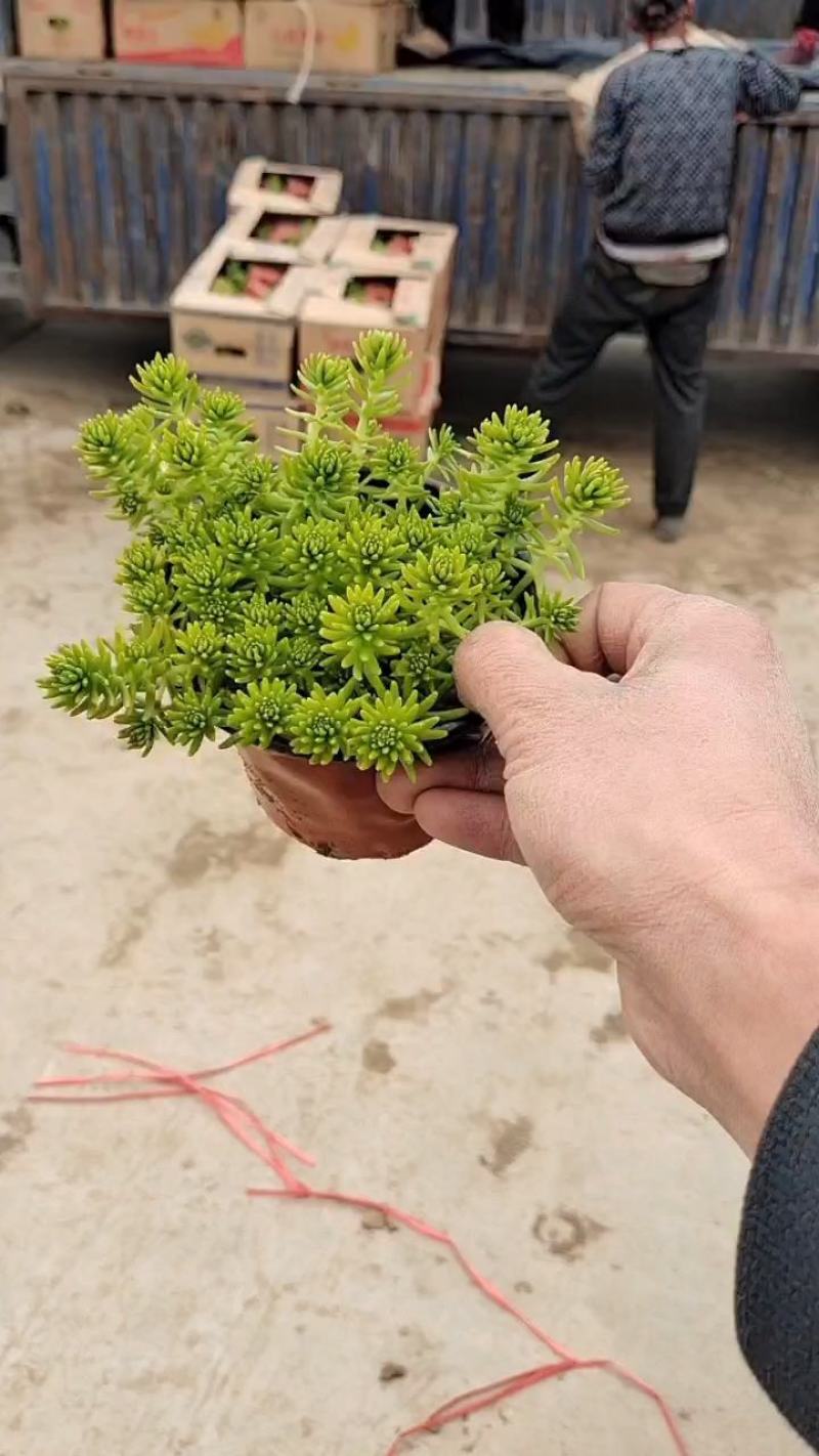 金叶佛家草，有双色杯苗，营养杯的苗，量大从优，价格便宜