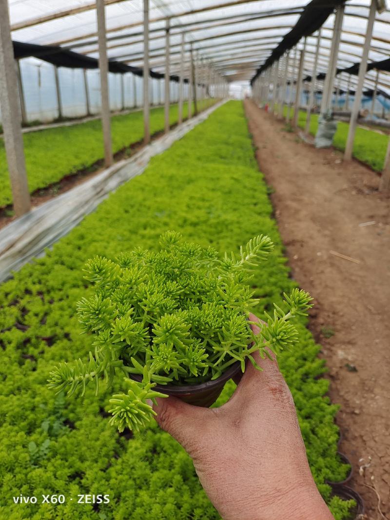金叶佛家草，有双色杯苗，营养杯的苗，量大从优，价格便宜