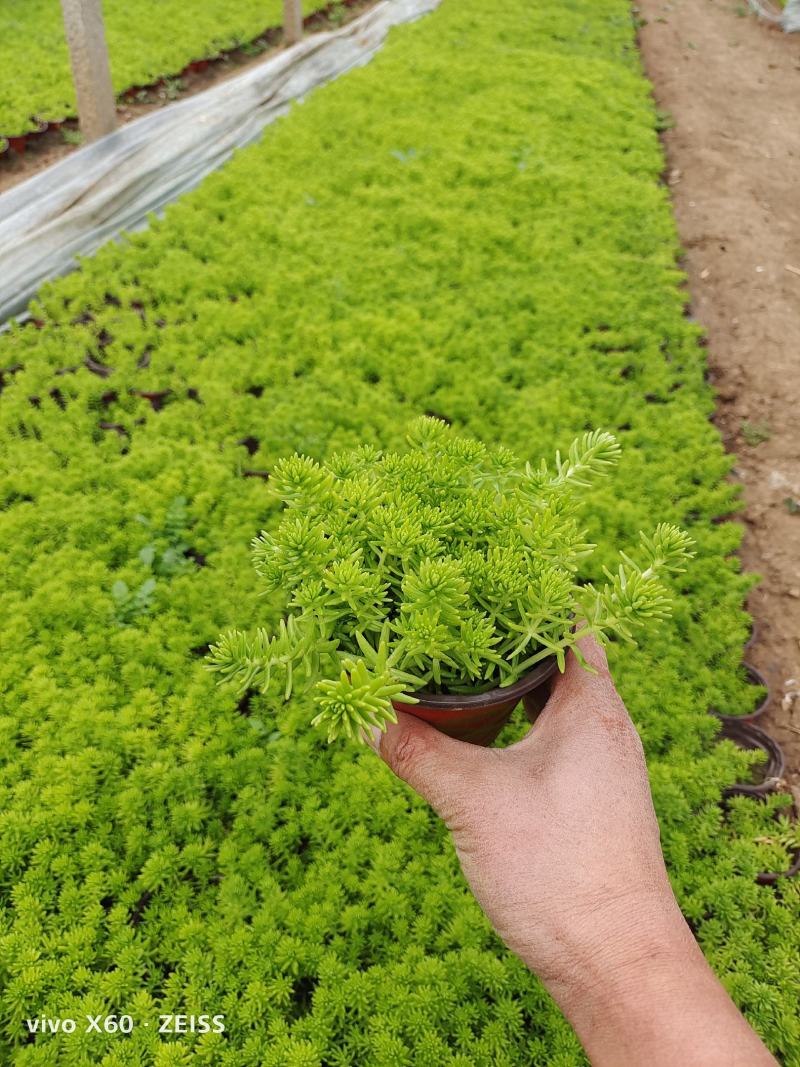 金叶佛家草，有双色杯苗，营养杯的苗，量大从优，价格便宜