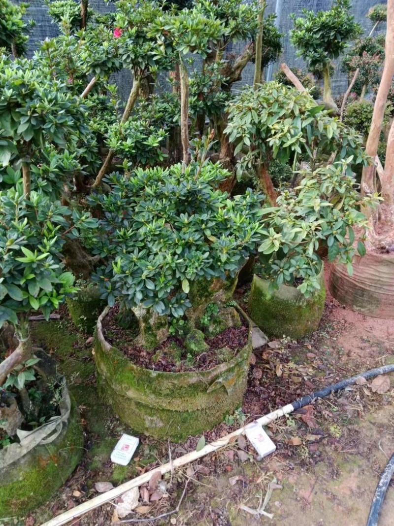 赤楠盆景货源充足大量现货室内室外都可养植欢迎选购