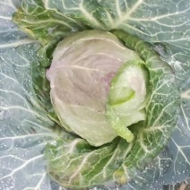 贵州安顺牛心菜超市市场电商大量优先欢迎订购