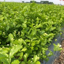 茉莉花苗窝苗重瓣茉莉绿化园林室外庭园
