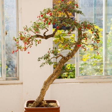 【水果枸杞盆景】适合南方北方种植当年结果，