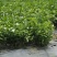 茉莉花苗窝苗重瓣茉莉绿化园林室外庭园