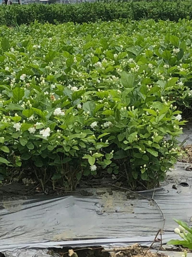茉莉花苗窝苗重瓣茉莉绿化园林室外庭园
