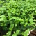 茉莉花苗窝苗重瓣茉莉绿化园林室外庭园