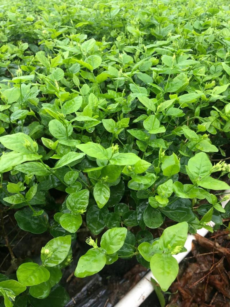 茉莉花苗窝苗重瓣茉莉绿化园林室外庭园