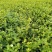 茉莉花苗窝苗重瓣茉莉绿化园林室外庭园