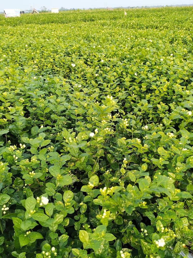 茉莉花苗窝苗重瓣茉莉绿化园林室外庭园