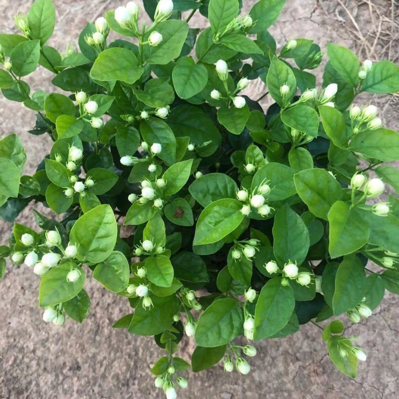 茉莉花苗窝苗重瓣茉莉绿化园林室外庭园