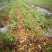 茉莉花苗窝苗重瓣茉莉绿化园林室外庭园