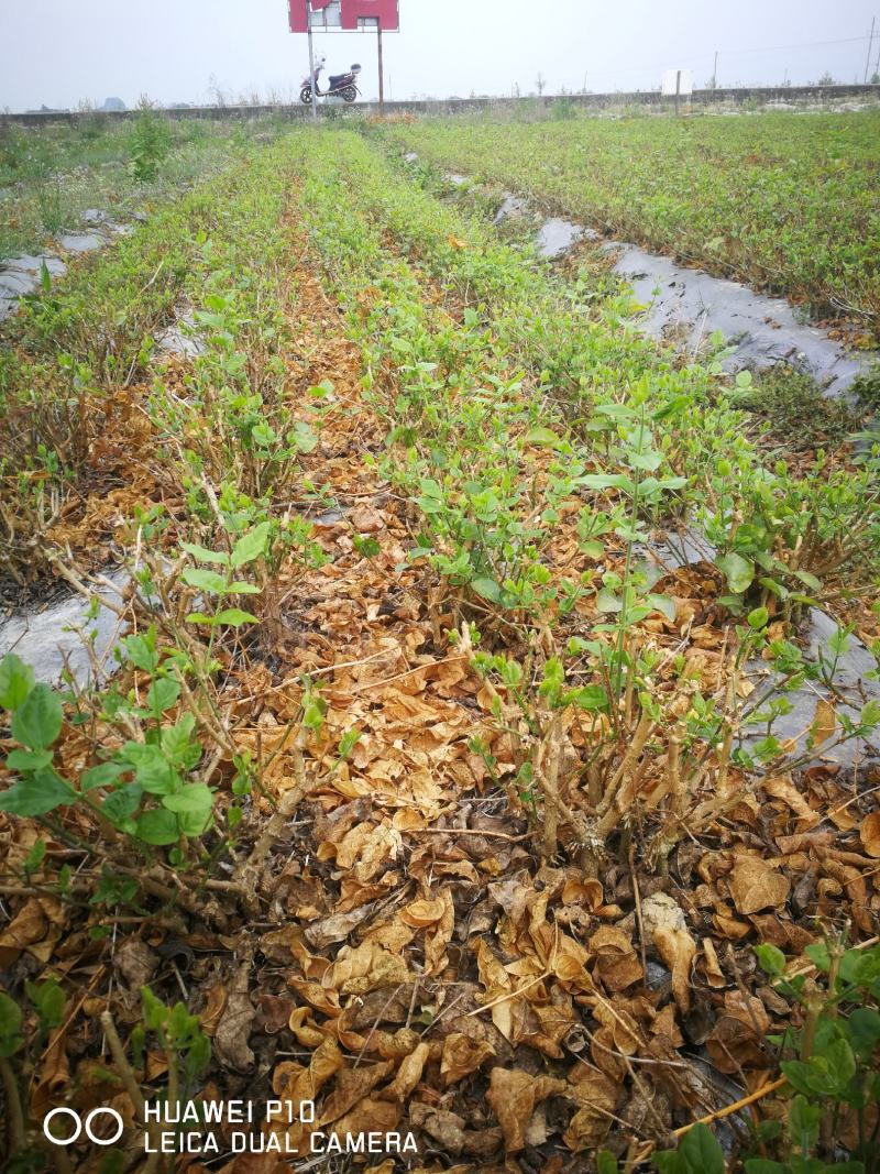 茉莉花苗窝苗重瓣茉莉绿化园林室外庭园