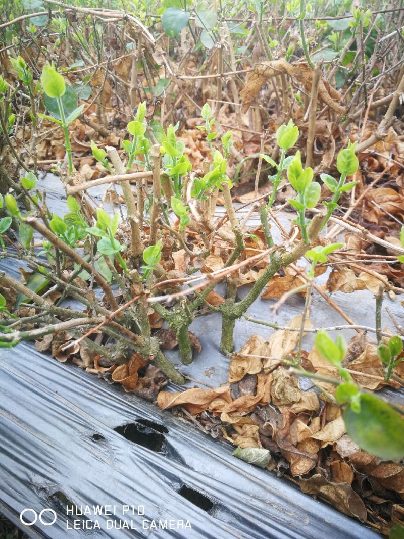 茉莉花苗窝苗重瓣茉莉绿化园林室外庭园
