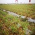 茉莉花苗窝苗重瓣茉莉绿化园林室外庭园