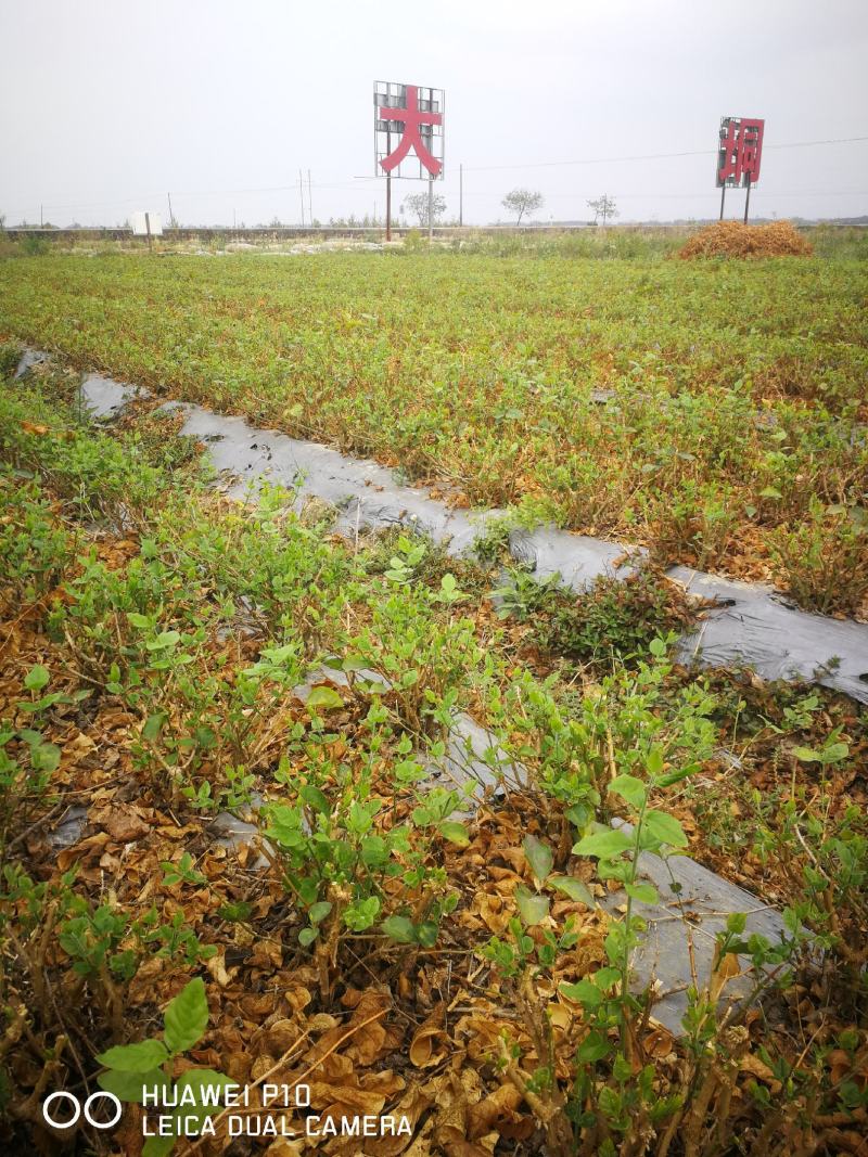 茉莉花苗窝苗重瓣茉莉绿化园林室外庭园