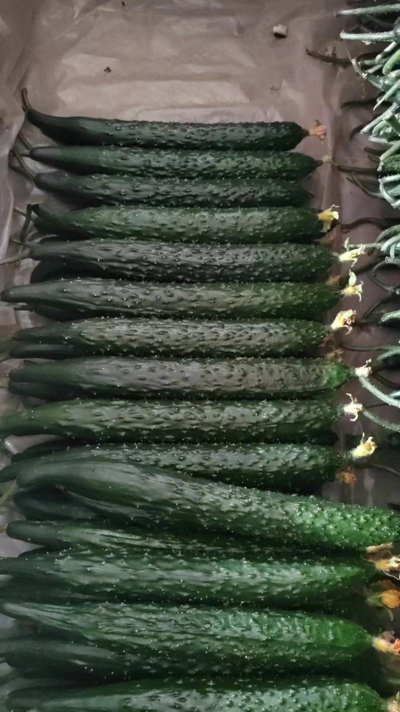 密刺黄瓜产地直供种植面积广可长期供货保质