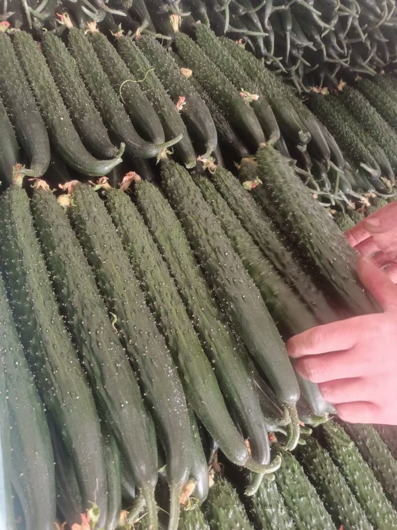 密刺黄瓜产地直供种植面积广可长期供货保质