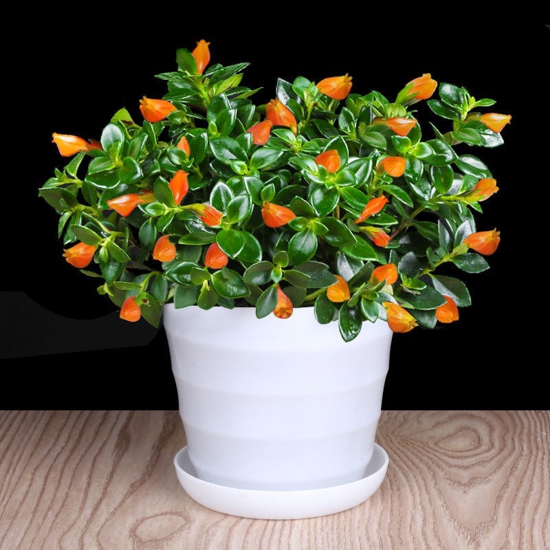 金鱼吊兰好养活室内绿植花卉植物货源充足大量现货
