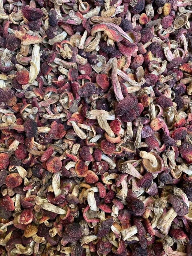 【云南野生红菇】云南野生小红菇丁菇红蘑菇当季新货包邮