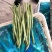 无丝豆，豆王，芸豆，大量现货，价格美丽，欢迎采购