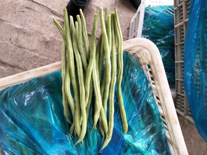 无丝豆，豆王，芸豆，大量现货，价格美丽，欢迎采购