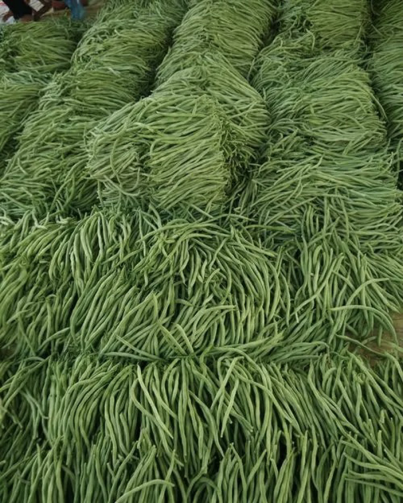 无丝豆，豆王，芸豆，大量现货，价格美丽，欢迎采购