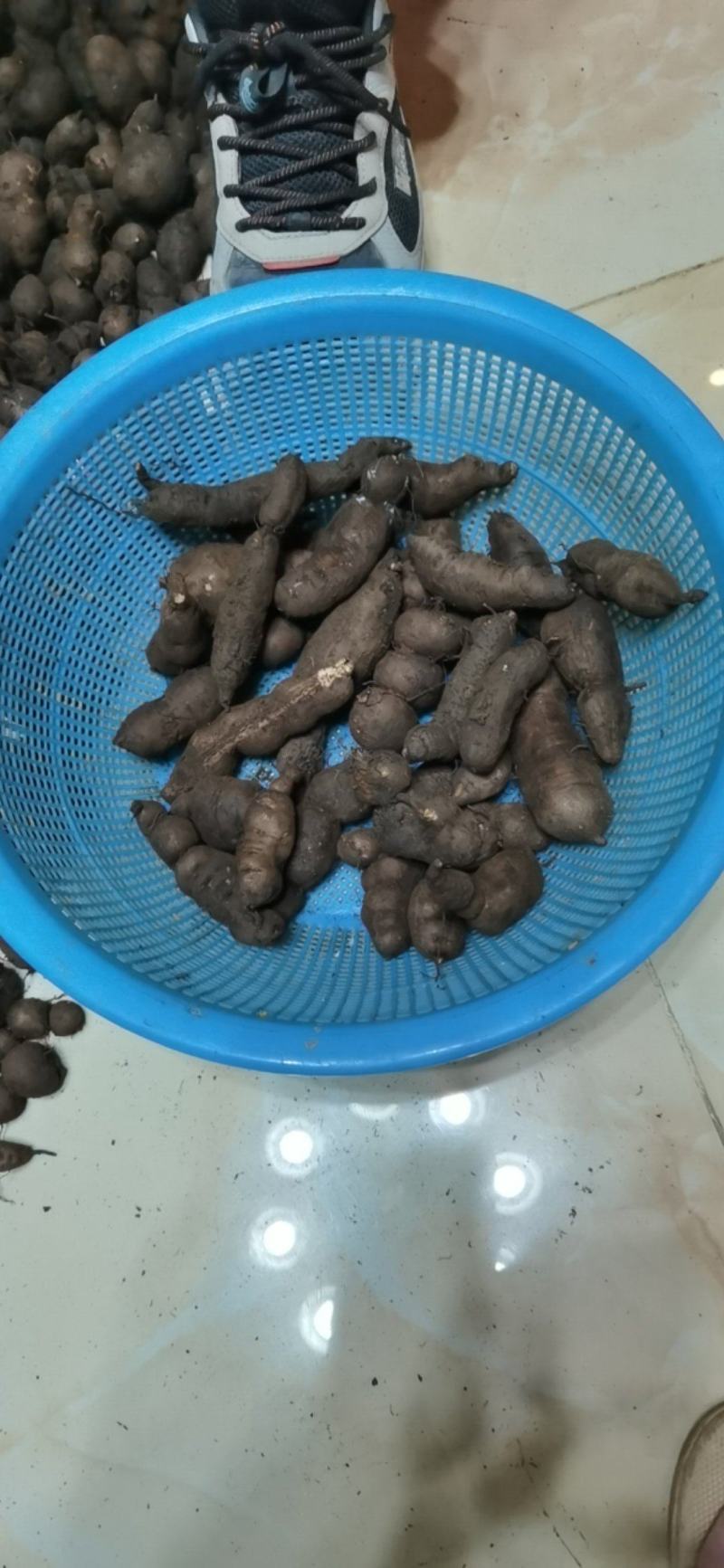 一年四季有三叶青鲜果供应，欢迎新老客户联系！