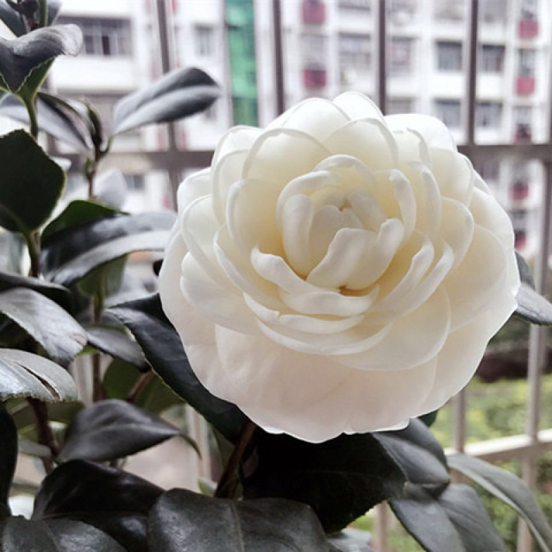 茶花四季绿植室内好养活基地发货长期供货欢迎咨询