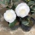 茶花四季绿植室内好养活基地发货长期供货欢迎咨询