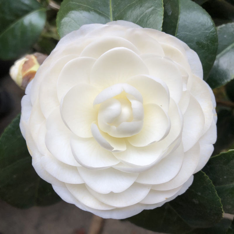 茶花四季绿植室内好养活基地发货长期供货欢迎咨询