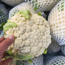 精品菜花松花菜有机花产地直发品质保证欢迎咨询