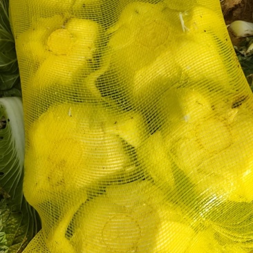 冷库白菜