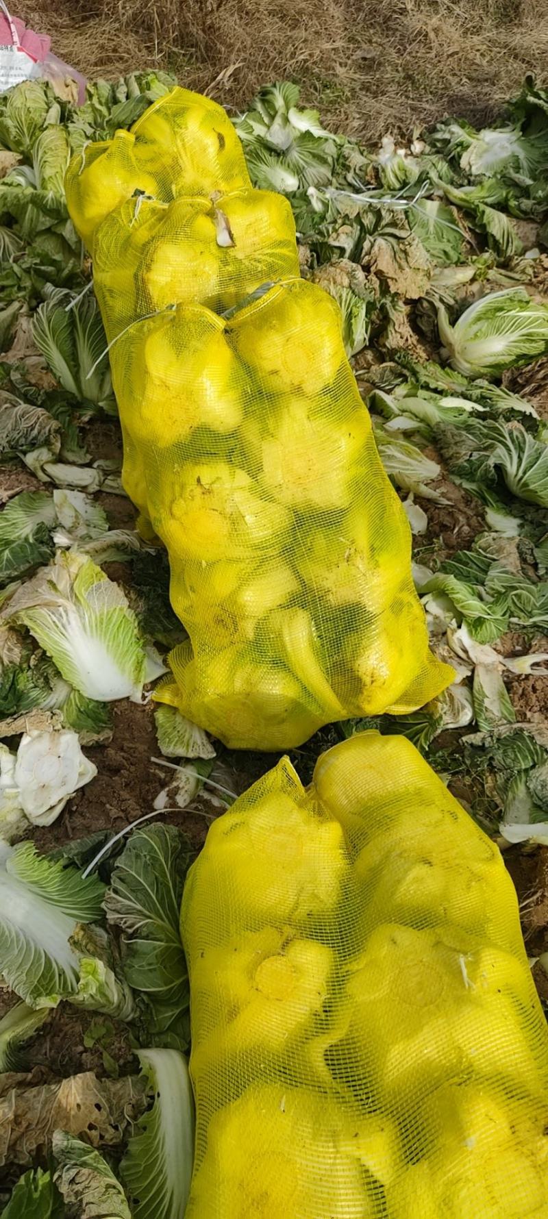 冷库白菜