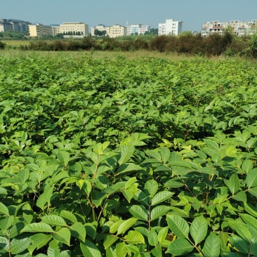 江西纯正的扦插中花吴茱萸苗挂果快投入小易打理回报快投入周期短