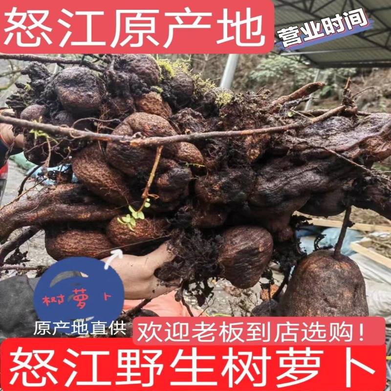 树萝卜盆景云南怒江产地，杜鹃花科，观赏植物，野生大量供货