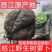 树萝卜盆景云南怒江产地，杜鹃花科，观赏植物，野生大量供货