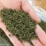 江西纯正的扦插中花吴茱萸苗挂果快投入小易打理回报快投入周期短