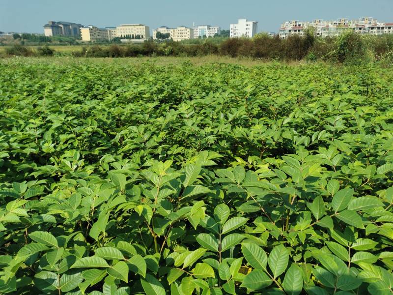 江西纯正的扦插中花吴茱萸苗挂果快投入小易打理回报快投入周期短